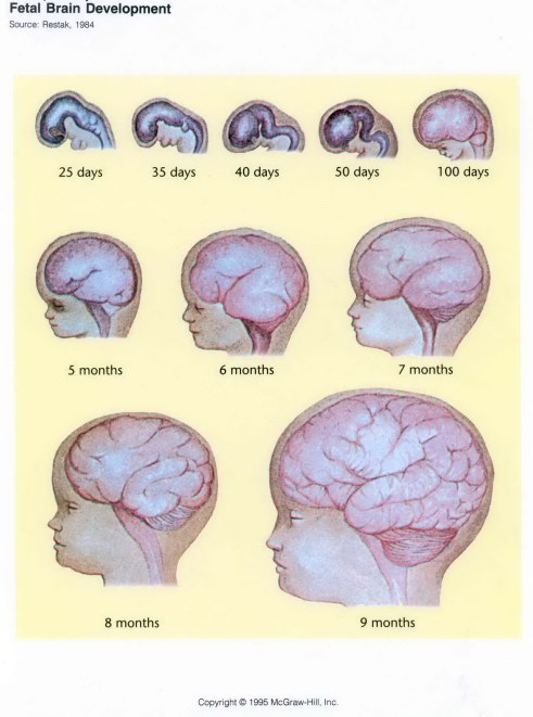 When Does The Baby Start Developing A Brain?